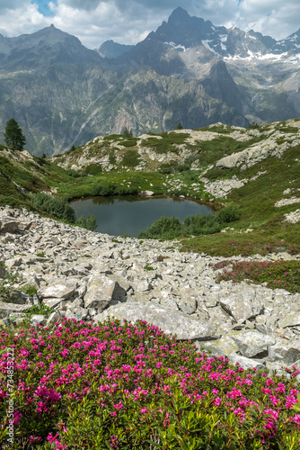 Lacs de Pétarel en été  avec massif de rhododendron , Massif des Ecrins , Hautes Alpes , France photo