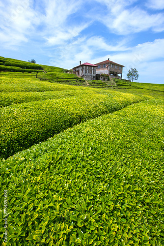 Tea gardens in Turkey Traditional old house and green tea gardens in Çeceva village of Rize province. Tea garden background photo. Tea garden and blue sky in the background.