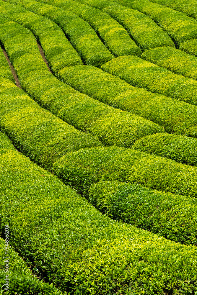 Tea gardens in Turkey
Traditional old house and green tea gardens in Çeceva village of Rize province. Tea garden background photo. Tea garden and blue sky in the background. Tea gardens in Turkey
Traditional old house and green tea gardens in Çeceva village of Rize province. Tea garden background photo. Tea garden and blue sky in the background.