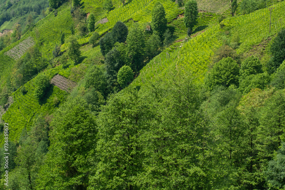 Tea gardens in Turkey Traditional old house and green tea gardens in ...