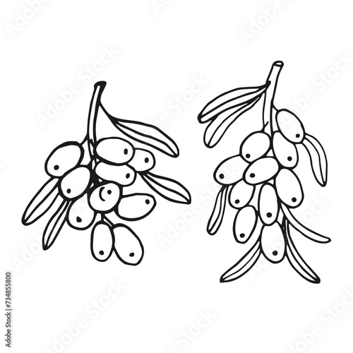 Set sea buckthorn hand drawn vector illustration. Branch with berries, and leaves.