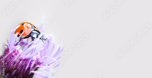 A small ladybug makes its way through the purple petals of a wildflower. Macro view^ selective focus. copy space on gray background