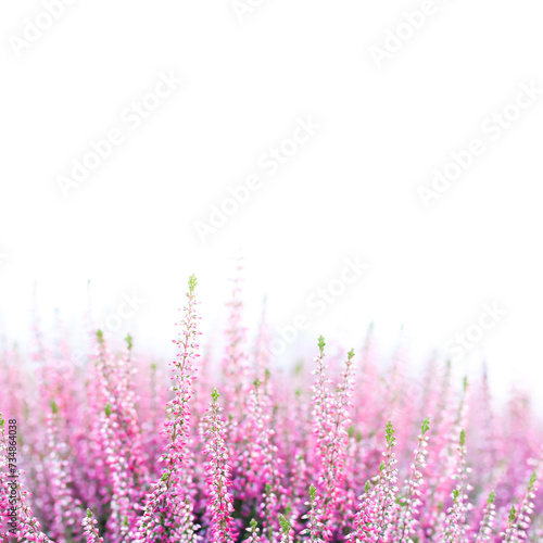 Blooming flowers of a wild heather plant. a field of delicate pink rose violet flowers. Macro view shallow depth of field  selective focus  white background copy space