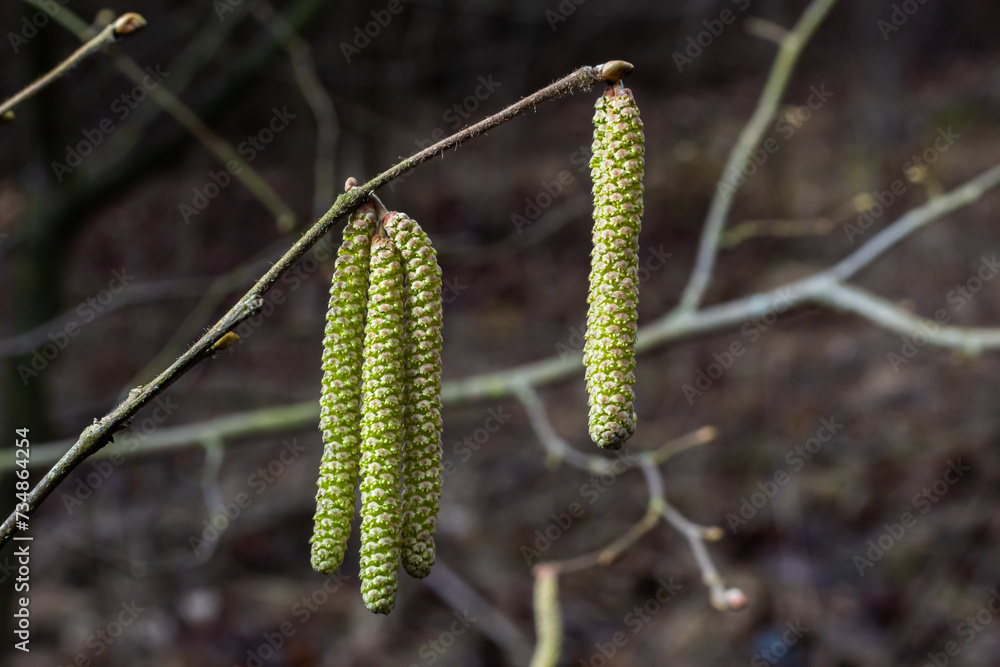 Common hazel Corylus avellana, in the spring blooms in the forest Common hazel Corylus avellana, in the spring blooms in the forest