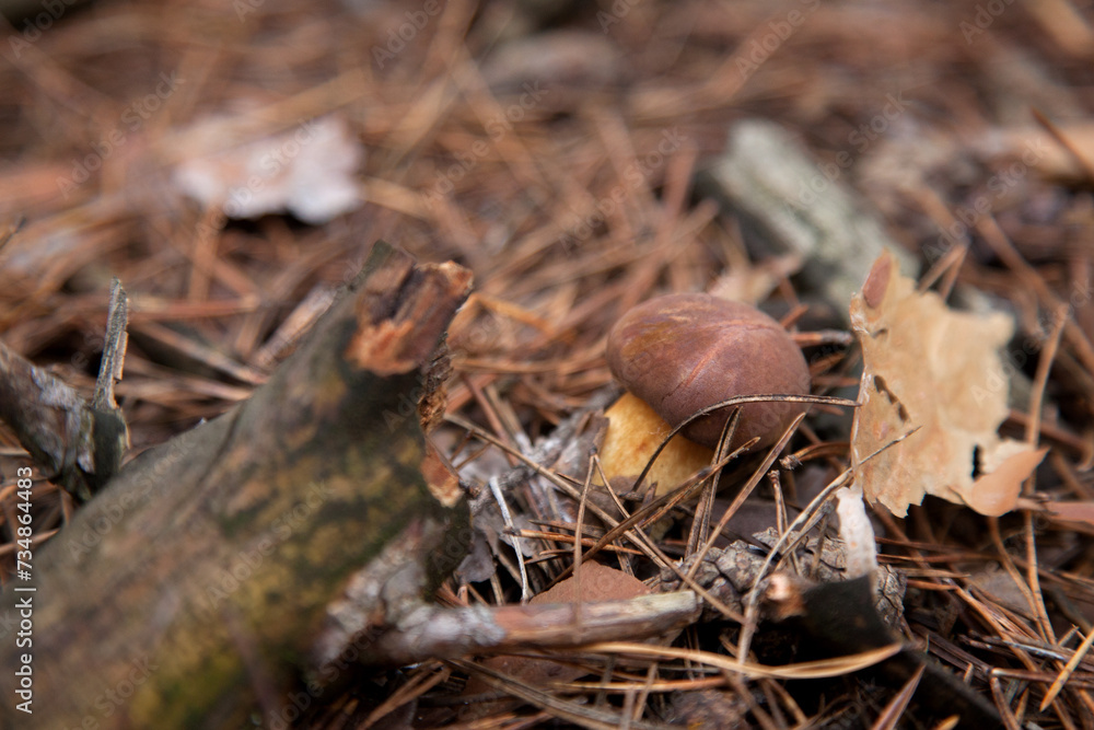 Imleria Badia or Boletus Badius commonly known as the Bay Bolete growing in pine tree forest.. Imleria Badia or Boletus Badius commonly known as the Bay Bolete growing in pine tree forest..