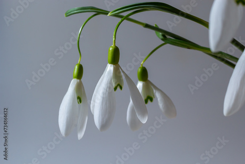 Beautiful snowdrops in wicker basket against light gray background, closeup. Floral background with spring flowers