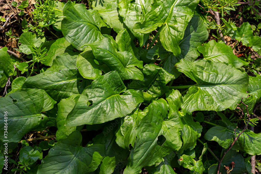 Cuckoopint or Arum maculatum arrow shaped leaf, woodland poisonous plant in family Araceae. arrow shaped leaves. Other names are nakeshead, adder's root, arum, wild arum, arum lily, lords-and-ladies Cuckoopint or Arum maculatum arrow shaped leaf, woodland poisonous plant in family Araceae. arrow shaped leaves. Other names are nakeshead, adder's root, arum, wild arum, arum lily, lords-and-ladies