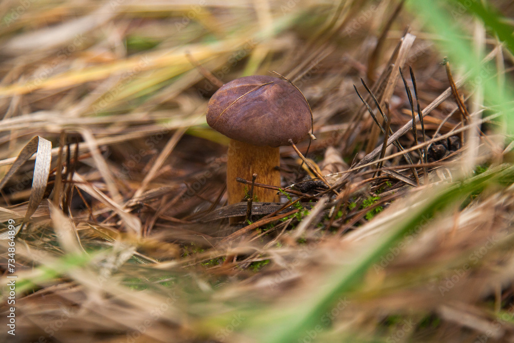 Imleria Badia or Boletus Badius commonly known as the Bay Bolete growing on the forest floor at autumn season... Imleria Badia or Boletus Badius commonly known as the Bay Bolete growing on the forest floor at autumn season...