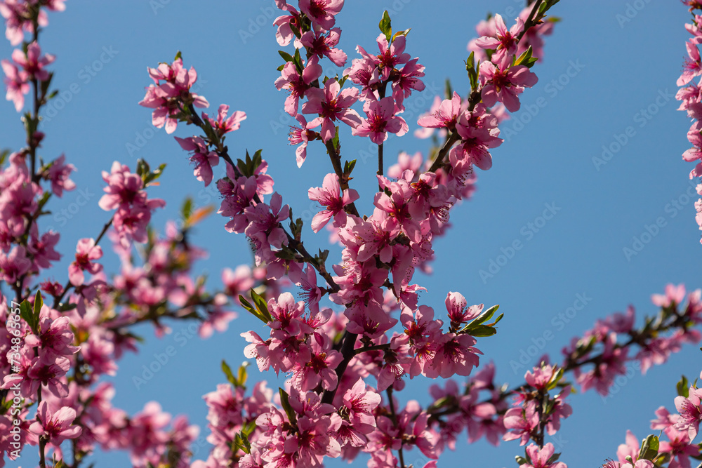 Peach tree, blurred background. Blooming tree in spring with pink flowers. The beauty of the spring garden, the concept of spring Peach tree, blurred background. Blooming tree in spring with pink flowers. The beauty of the spring garden, the concept of spring