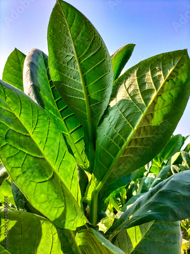 Photography Tobacco Leaf ready for harvest. Close-up.