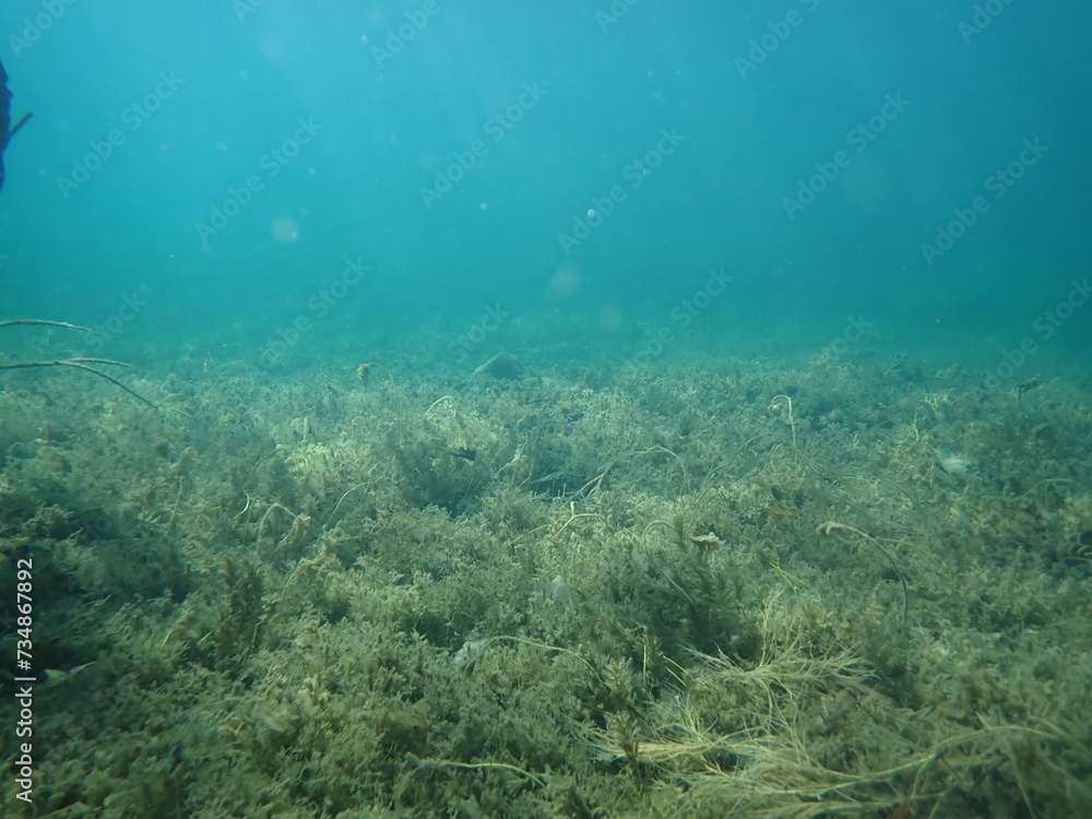 湖の中に生えた沢山の水草がある風景