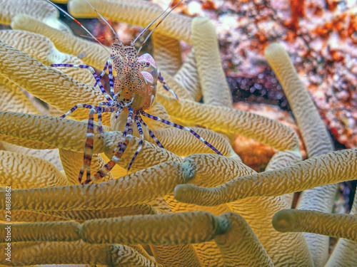 spotted cleaner shrimp ,Periclimenes yucatanicus,