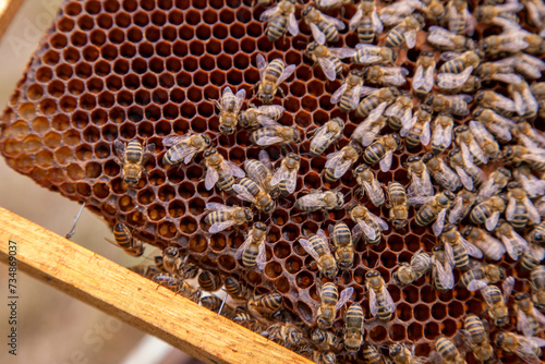 Close up view of working bees on honeycomb..