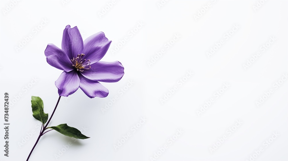 Vibrant Violet Clematis Flower on White Background Vibrant Violet Clematis Flower on White Background