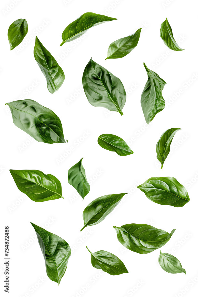 
green leaves isolated on transparent background