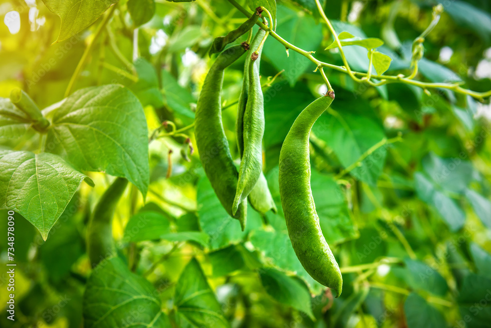 Beans grow in organic farm. Rich harvest of beans in the garden. Broad Bean Beans grow in organic farm. Rich harvest of beans in the garden. Broad Bean