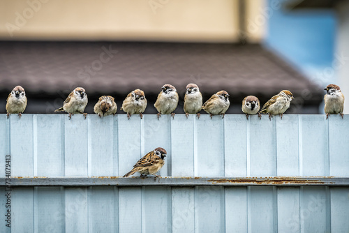 Flock of funny sparrows on the fence