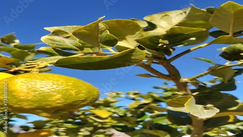 Fresh yellow ripe lemons on lemon tree in garden