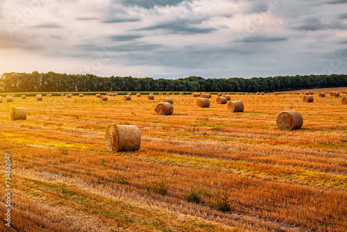 Round hay straw bales on the field at sunset