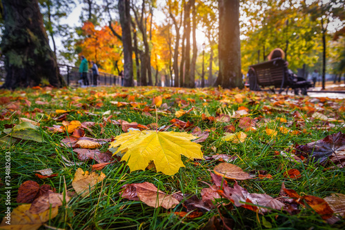 Yellow maple leaves on the green grass in city park