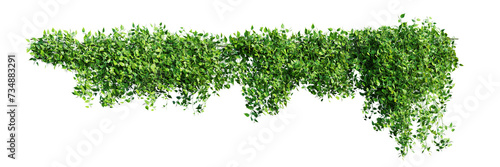 Creeper plant isolated on transparent background. 3D render. 3D illustration.
 photo