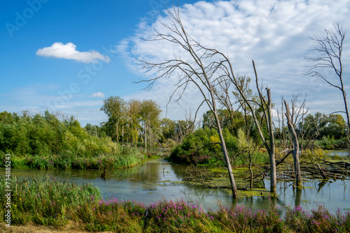 Swamp area with dead trees in a nature reserve Biesbosch, Netherlands
