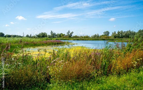 Swamp area with Purple loosestrife (Lythrum salicaria) in a nature reserve Biesbosch, Netherlands
 photo