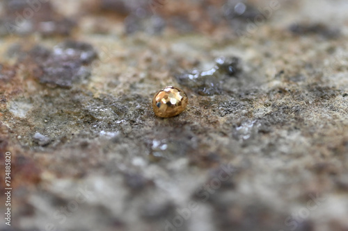 Small bullet of gold on a stone