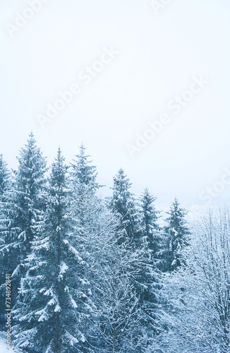 winter mountain landscape in the fog. many Christmas trees in the snow and among them village houses