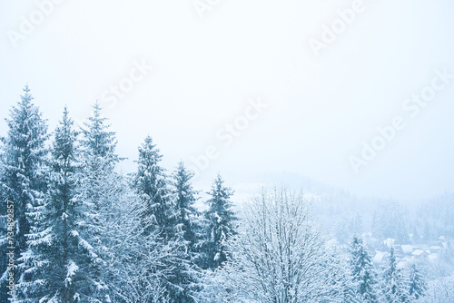  winter mountain landscape. many Christmas trees in the snow and among them village houses