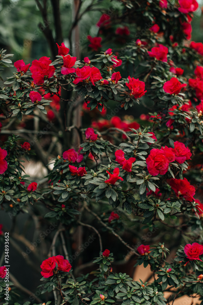 Wild red roses growing in nature. Natural floral background for aromatherapy, spa, perfumery, postcards
