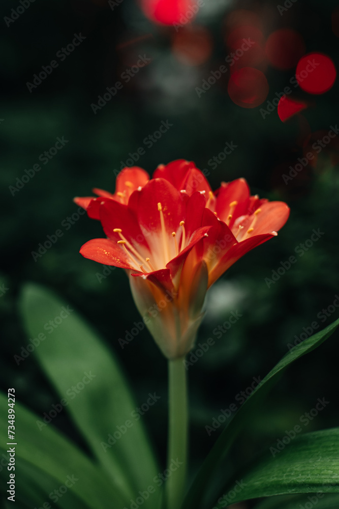 Wild tropical red flower growing in nature. Natural exotic background for aromatherapy, spa, perfumery, postcards