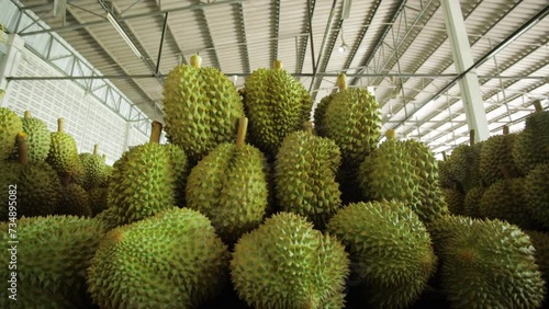 Durian For Exporting