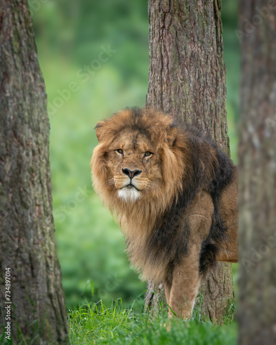 Fototapeta Naklejka Na Ścianę i Meble -  Vertical of an African lion on a green meadow