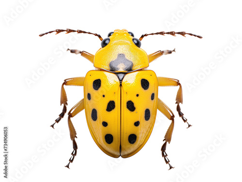 a yellow and black bug photo