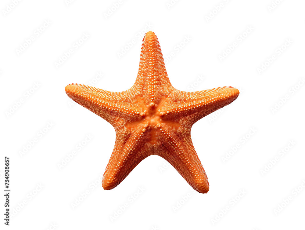 a starfish on a white background a starfish on a white background