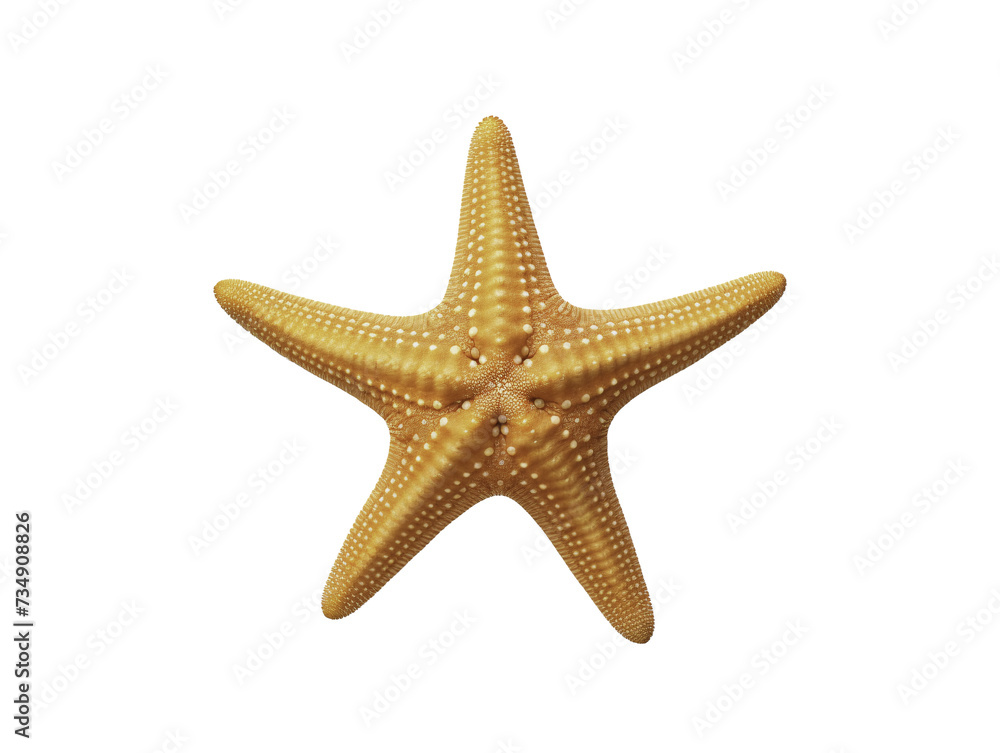 a starfish on a white background a starfish on a white background