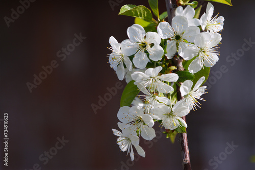 Blossoming cherry tree in spring.