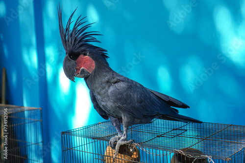 The king cockatoo or in its scientific name Probosciger aterrimus is a type of large, black cockatoo bird