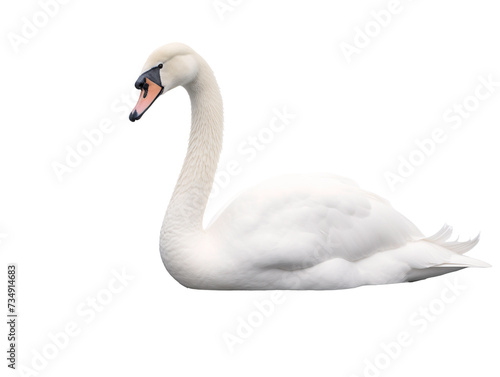 a white swan with a black beak