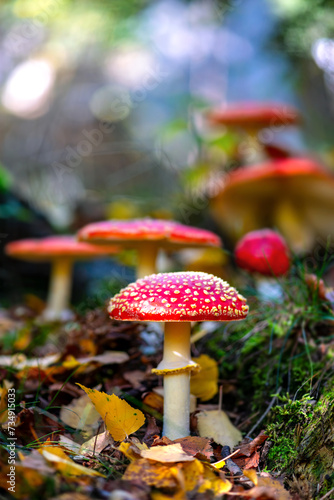 Fly agarics (Amanita muscaria) white spotted poisonous red toadstool mushrooms. Group of fungi in autumn forest in Iserlohn, Sauerland Germany. Macro close up from frog perspective, blurred background