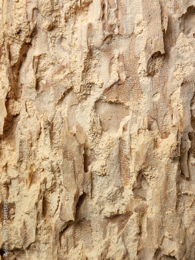 Rotten wood. Rotten wood texture. Dry old wood Rotten wood. Rotten wood texture. Dry old wood