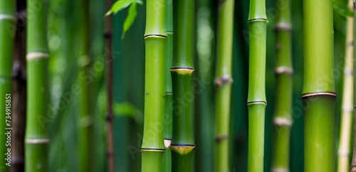 Close up of green bamboo forest background with copy space  spa and zen banner design
