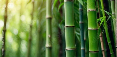 Close up of green bamboo forest background with copy space  spa and zen banner design