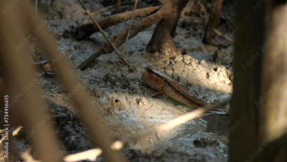 Amphibious Fish in Mangrove forrest in Southern of Thailand Amphibious Fish in Mangrove forrest in Southern of Thailand