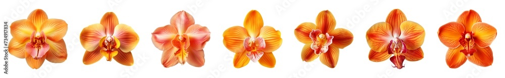 Collection of orange orchid flowers on a transparent background, PNG, top view Collection of orange orchid flowers on a transparent background, PNG, top view