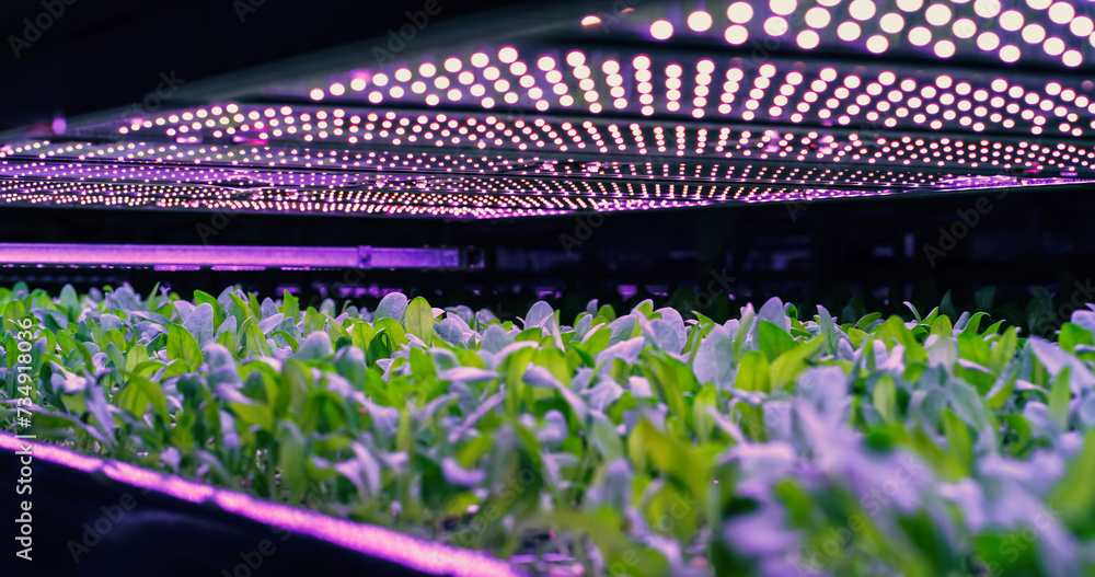 Vertical Farming Rack with Green Plants Growing in a Hydroponics System
