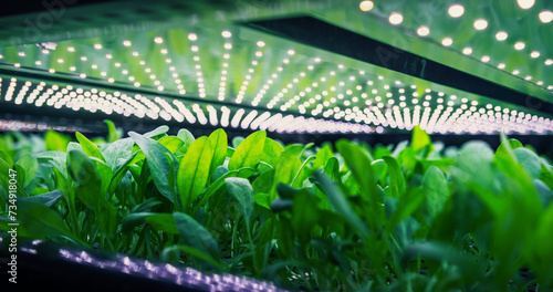 Spinach Mass Production in Controlled Environment at a Modern Vertical Farm. Automated Facility with Air Temperature  Light  Water  and Humidity Levels Regulated for Optimal Growth