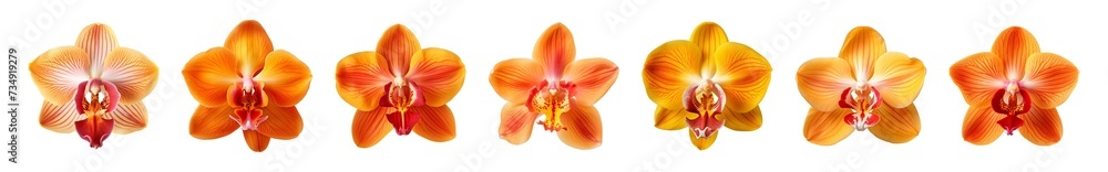 Collection of orange orchid flowers on a transparent background, PNG, top view