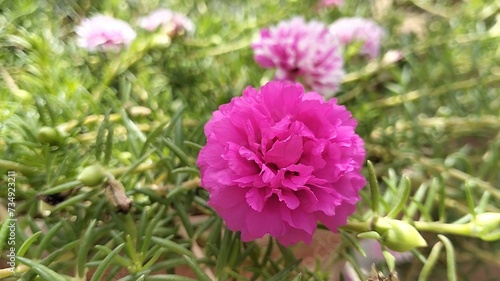 Portulaca flower  Moss rose  Colorful flowers that love the sun  are easy to care for  and make your garden look happy and pretty          